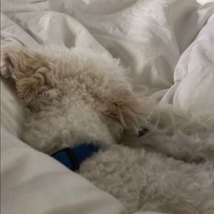 Meet your Posher, Shannon